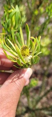 Leucadendron elimense elimense × laxum