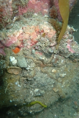 Image of Ophiactis resiliens
