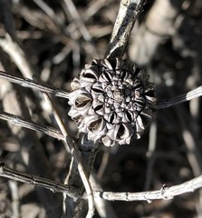 Allocasuarina mackliniana