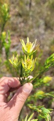 Leucadendron elimense elimense × laxum