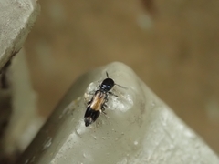 Tilloidea birmanica
