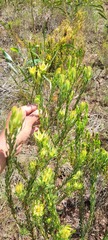 Leucadendron elimense elimense × laxum