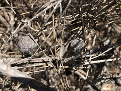 Allocasuarina mackliniana