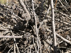 Allocasuarina mackliniana