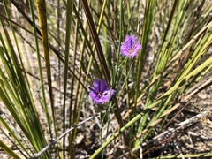 Thysanotus racemoides