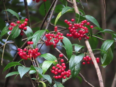 Viburnum foetidum