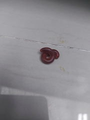 Trigoniulus corallinus