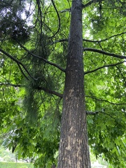 Liquidambar styraciflua