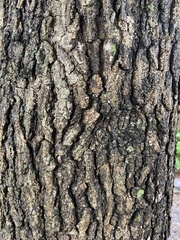 Liquidambar styraciflua