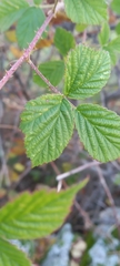 Rubus lainzii