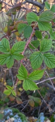 Rubus lainzii