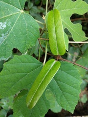 Cryptolepis sinensis