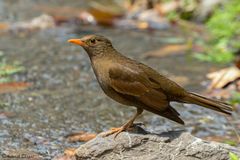 Turdus boulboul