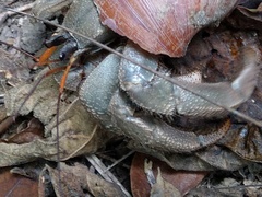 Coenobita cavipes