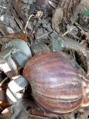 Coenobita cavipes