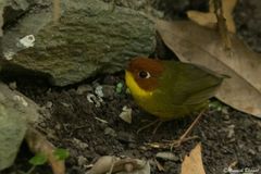 Cettia castaneocoronata