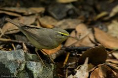 Phylloscopus griseolus