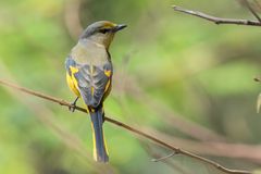 Pericrocotus ethologus