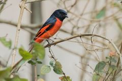 Pericrocotus ethologus