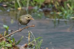 Phylloscopus occipitalis