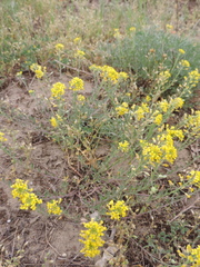 Alyssum montanum gmelinii