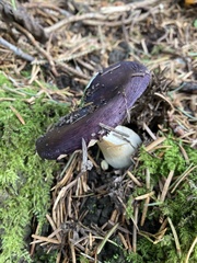 Russula caerulea