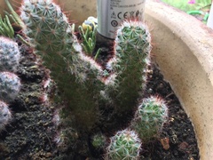 Mammillaria