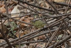 Phylloscopus nitidus