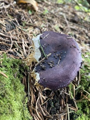 Russula caerulea