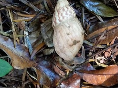Coenobita cavipes