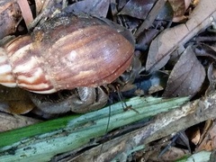 Coenobita cavipes