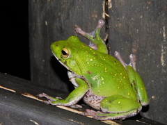 Zhangixalus schlegelii