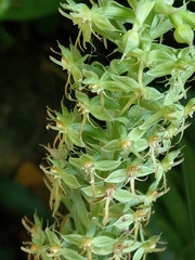 Habenaria stenopetala