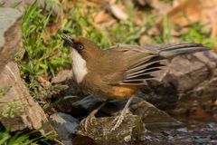 Pterorhinus albogularis