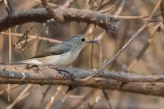 Ficedula superciliaris