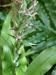 Habenaria stenopetala