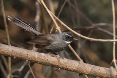 Rhipidura albicollis