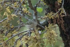Phylloscopus humei