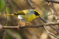 Abroscopus schisticeps