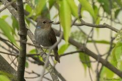 Niltava macgrigoriae