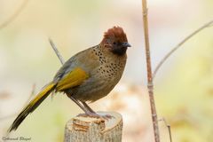 Chestnut-Crowned Laughingthrush photo 3
