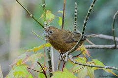 Carpodacus vinaceus