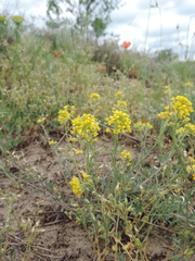 Alyssum montanum gmelinii