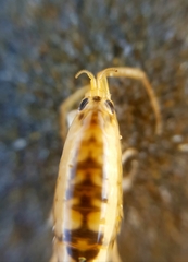 Bellorchestia