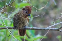 Grammatoptila striata