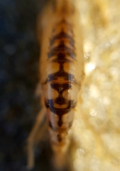 Bellorchestia