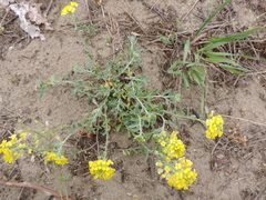 Alyssum montanum gmelinii