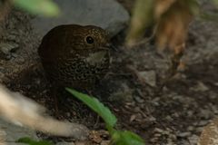 Pnoepyga albiventer