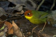 Cettia castaneocoronata