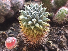 Mammillaria